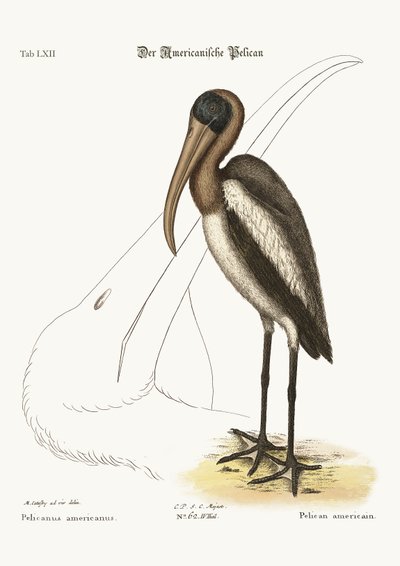 The Wood Pelican, 1749-73 by Mark Catesby